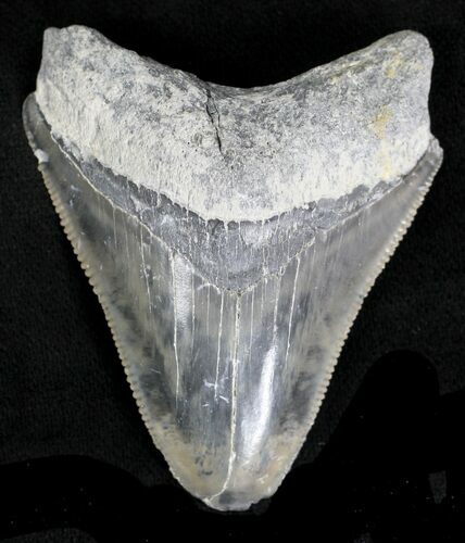 Serrated Bone Valley Megalodon Tooth #21558